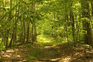 Plainsboro Preserve - Blue Trail